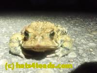 /home//u458753944/public_html/sourcegallery//////////Roxborough Toad Detour/2024/2024-04-14/P4141365.JPG